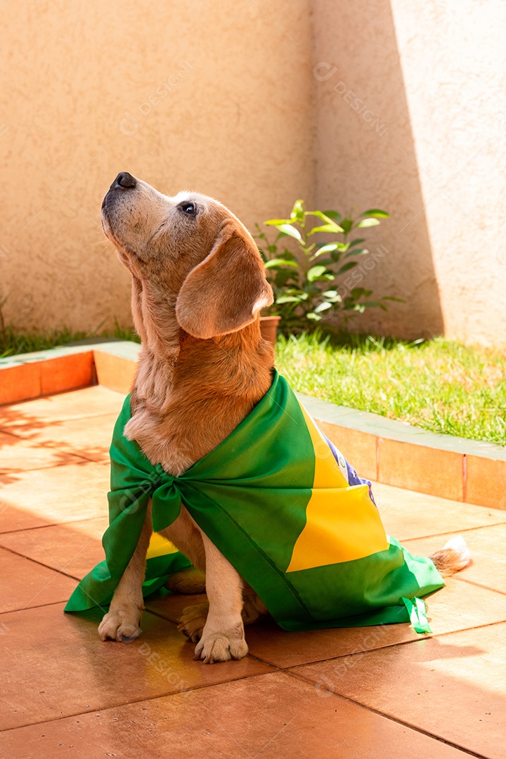 Cachorro com bandeira do Brasil no jardim com óculos amarelos e bandeira torcedor