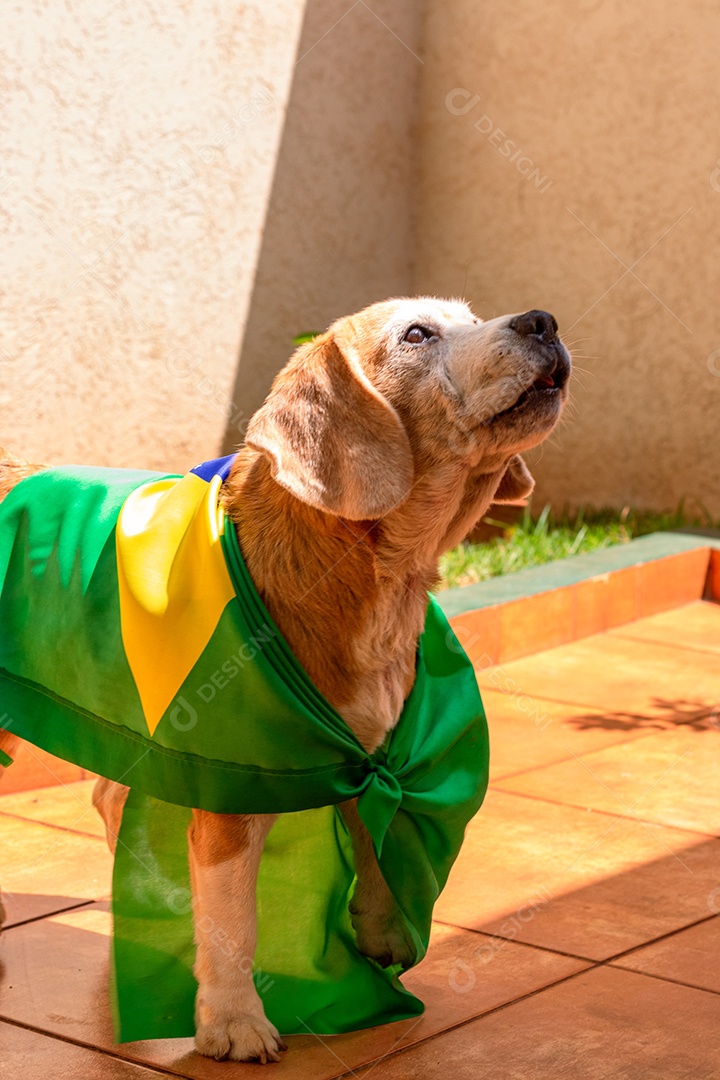 Cachorro com bandeira do Brasil no jardim com óculos amarelos e bandeira torcedor