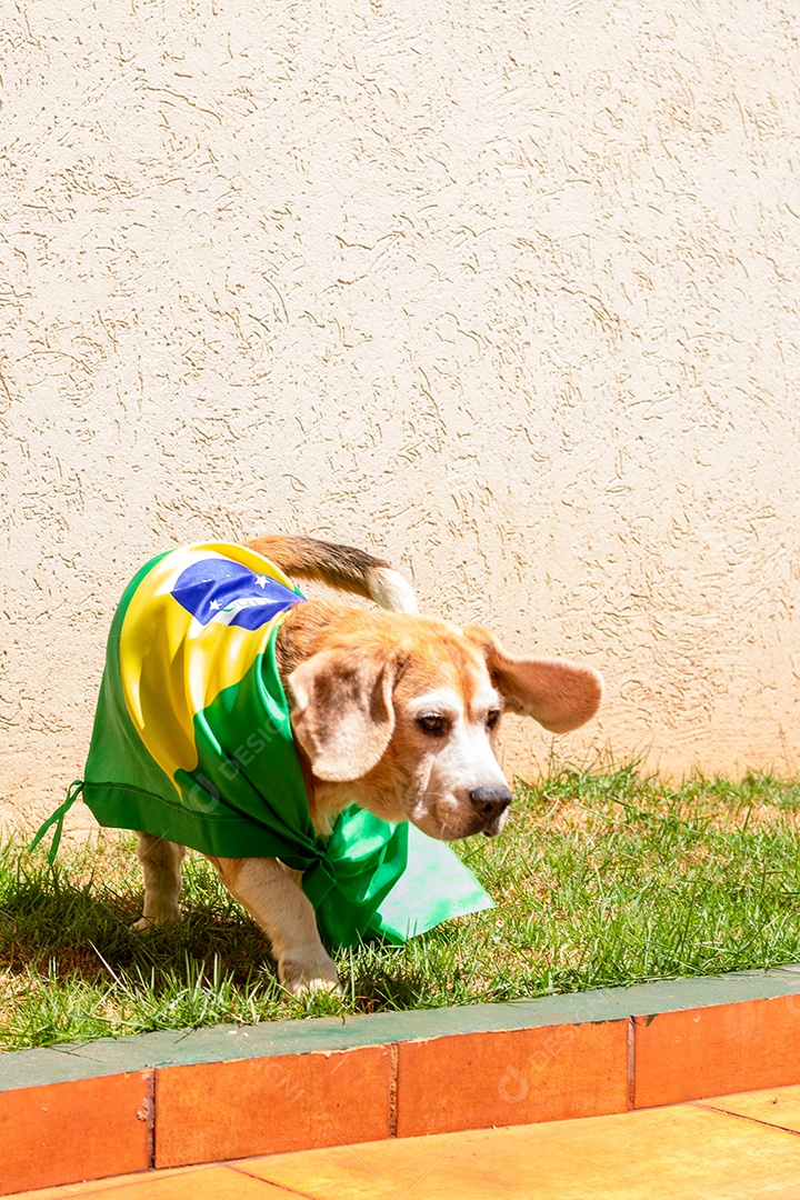 Cachorro com bandeira do Brasil no jardim com óculos amarelos e bandeira torcedor