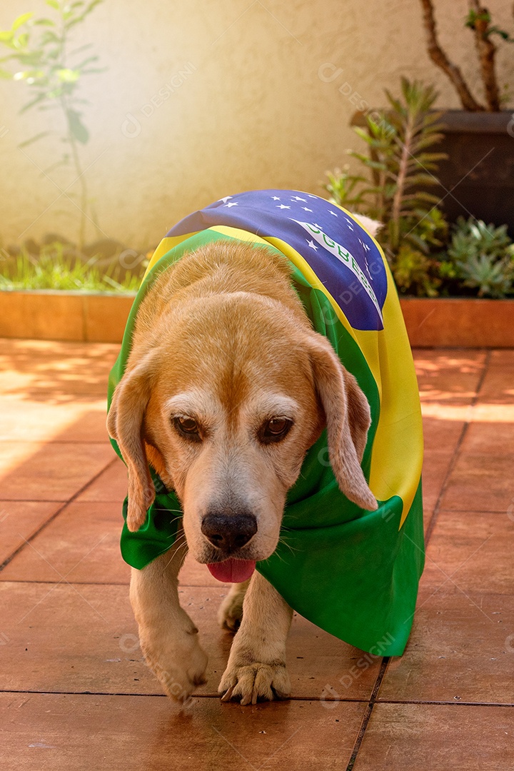 Cachorro com bandeira do Brasil no jardim com óculos amarelos e bandeira torcedor