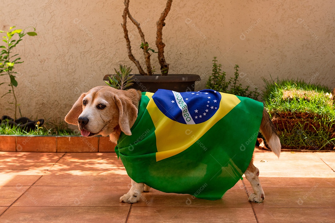 Cachorro com bandeira do Brasil no jardim com óculos amarelos e bandeira torcedor