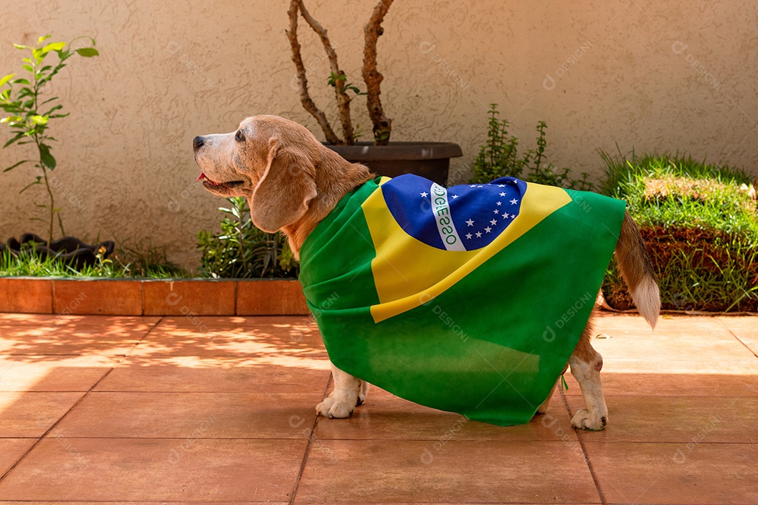 Cachorro com bandeira do Brasil no jardim com óculos amarelos e bandeira torcedor