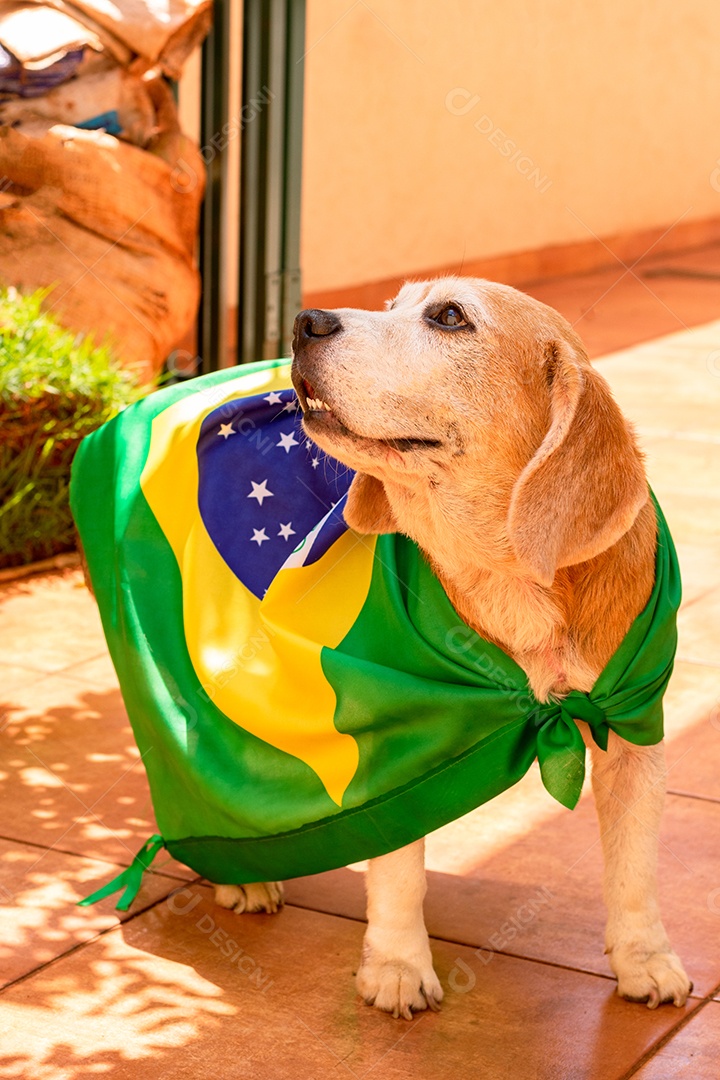 Cachorro com bandeira do Brasil no jardim com óculos amarelos e bandeira torcedor