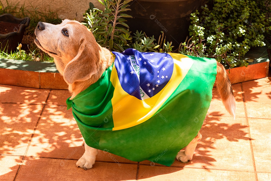 Cachorro com bandeira do Brasil no jardim com óculos amarelos e bandeira torcedor
