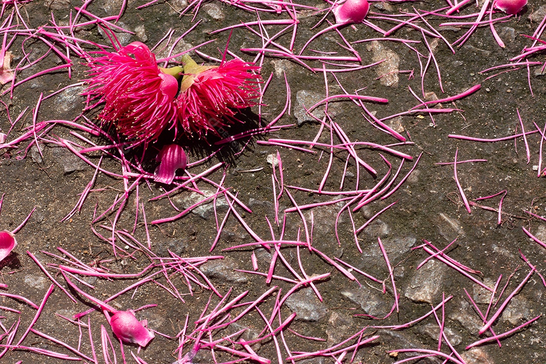 Top view of various pink flowers