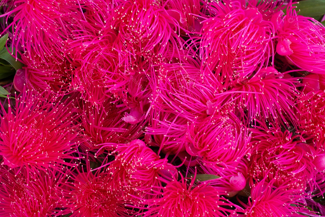 Vista superior de várias flores cor de rosa