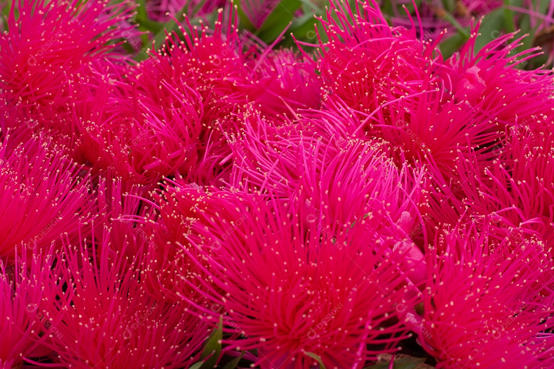 Vista superior de várias flores cor de rosa