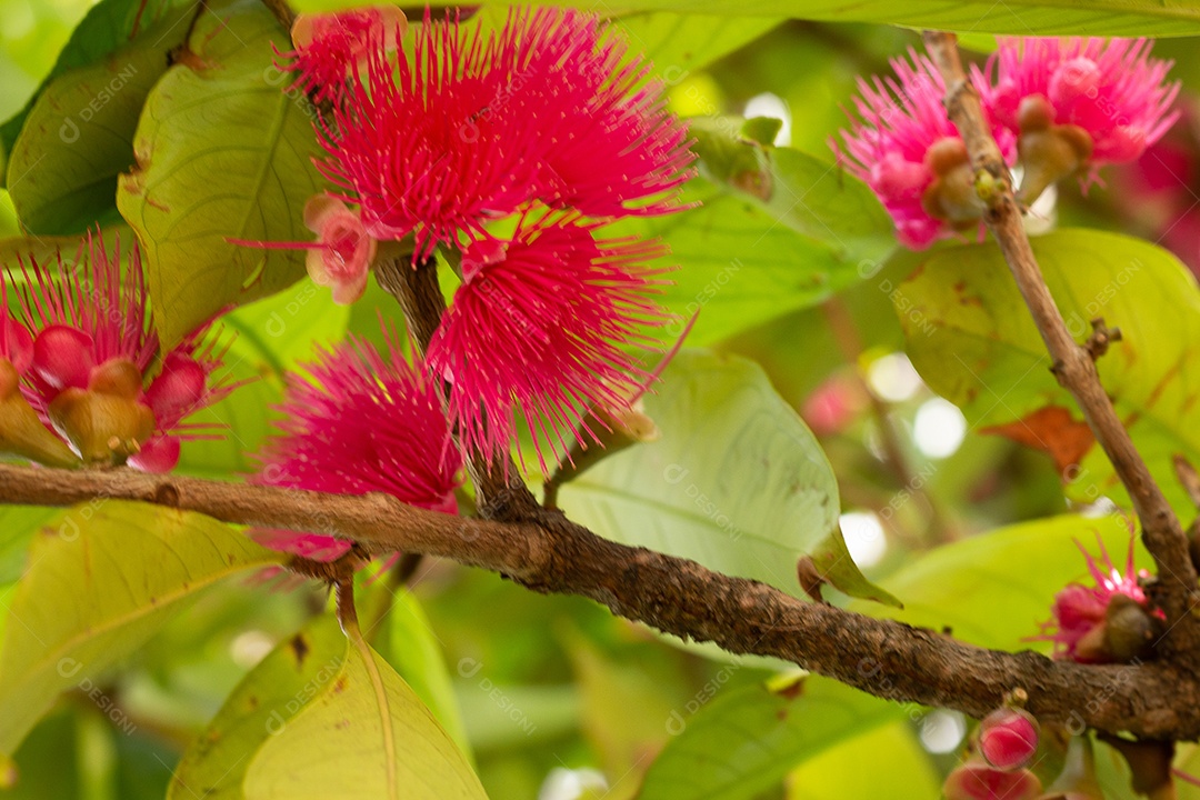 Flores de jambo em uma árvore