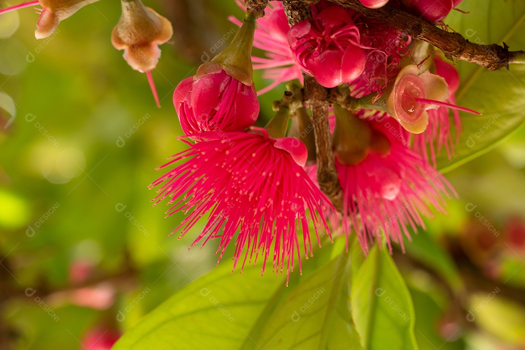 Flores de jambo em uma árvore