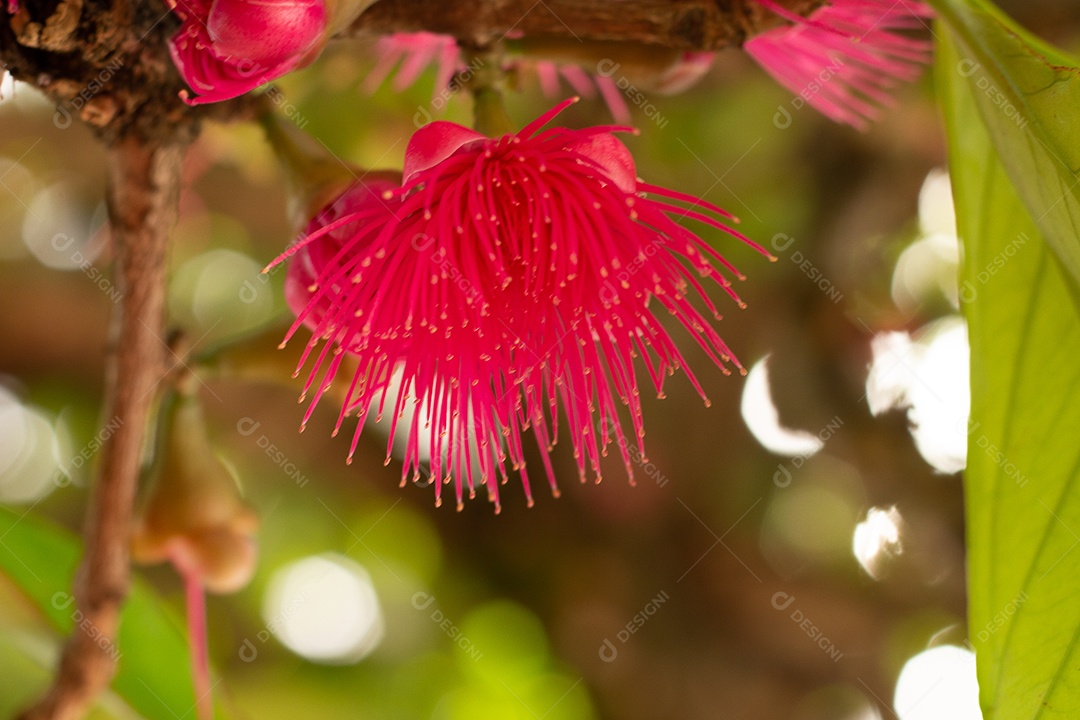 Flores de jambo em uma árvore