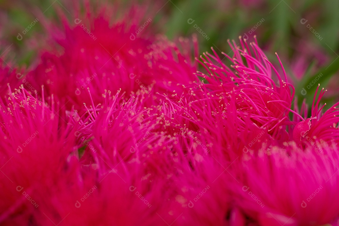 Vista superior de várias flores cor de rosa