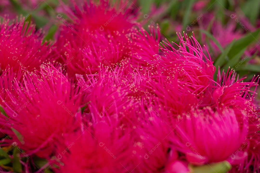 Vista superior de várias flores cor de rosa