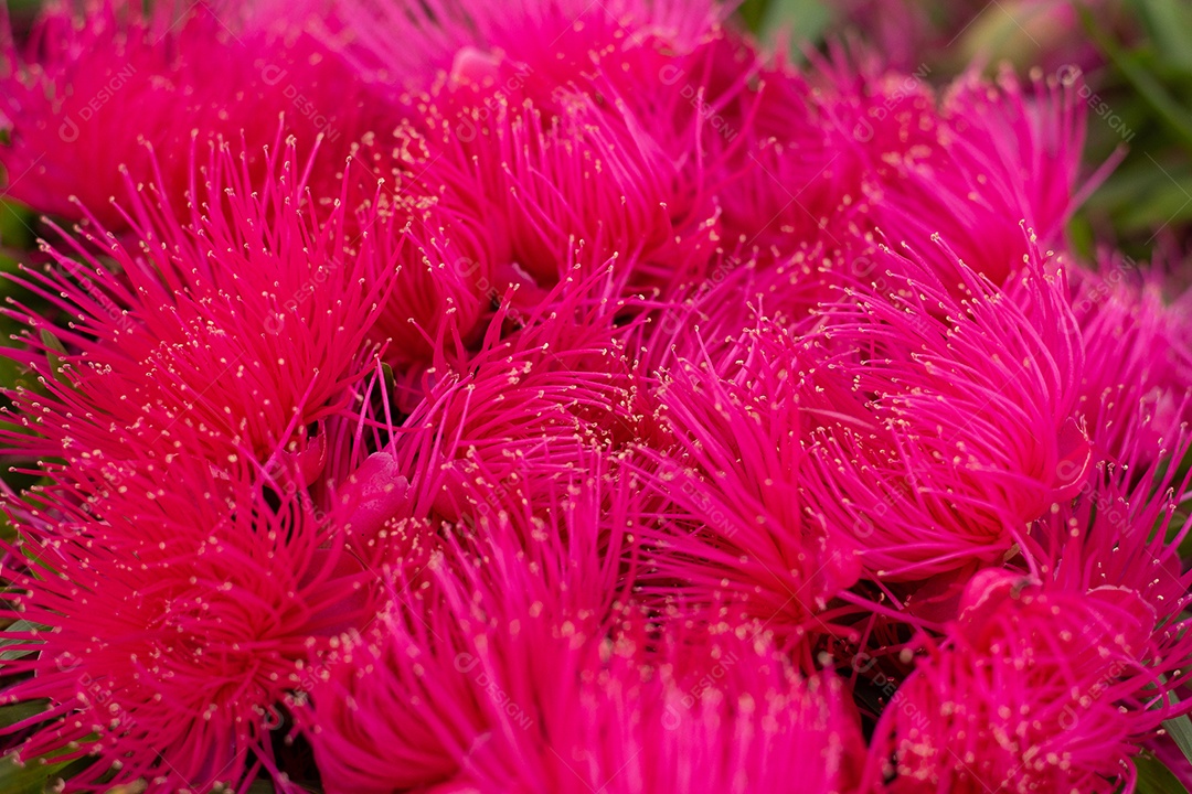 Vista superior de várias flores cor de rosa