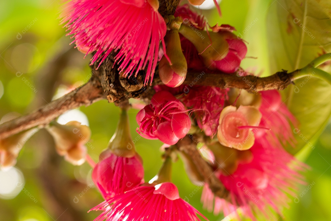 Flores de jambo em uma árvore