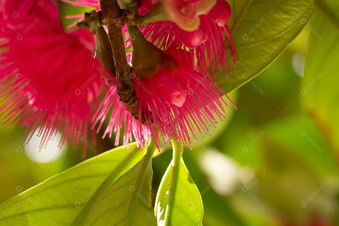 Flores de jambo em uma árvore
