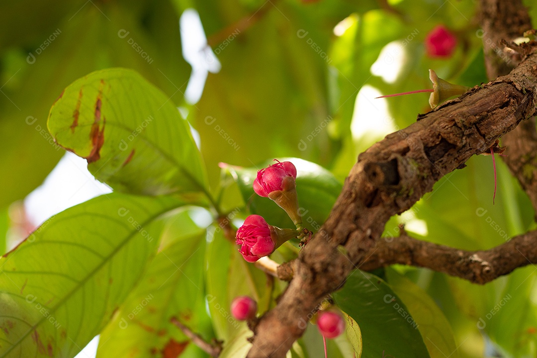 Flores de jambo em uma árvore