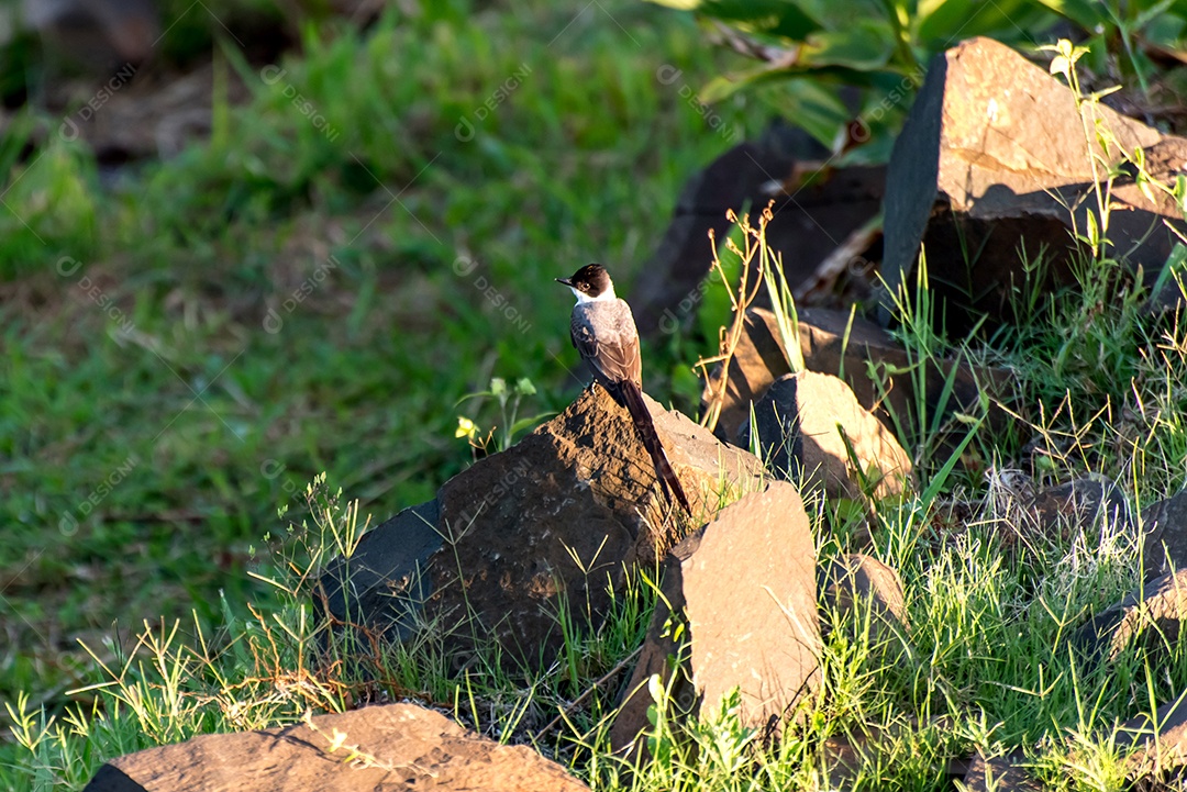 Belo pássaro Papa-moscas-de-bico-do-sul (Tyrannus savana)