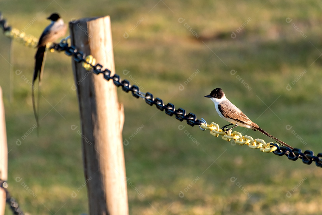 Beautiful Southern Fork-tailed Flycatcher bird on an iron chain