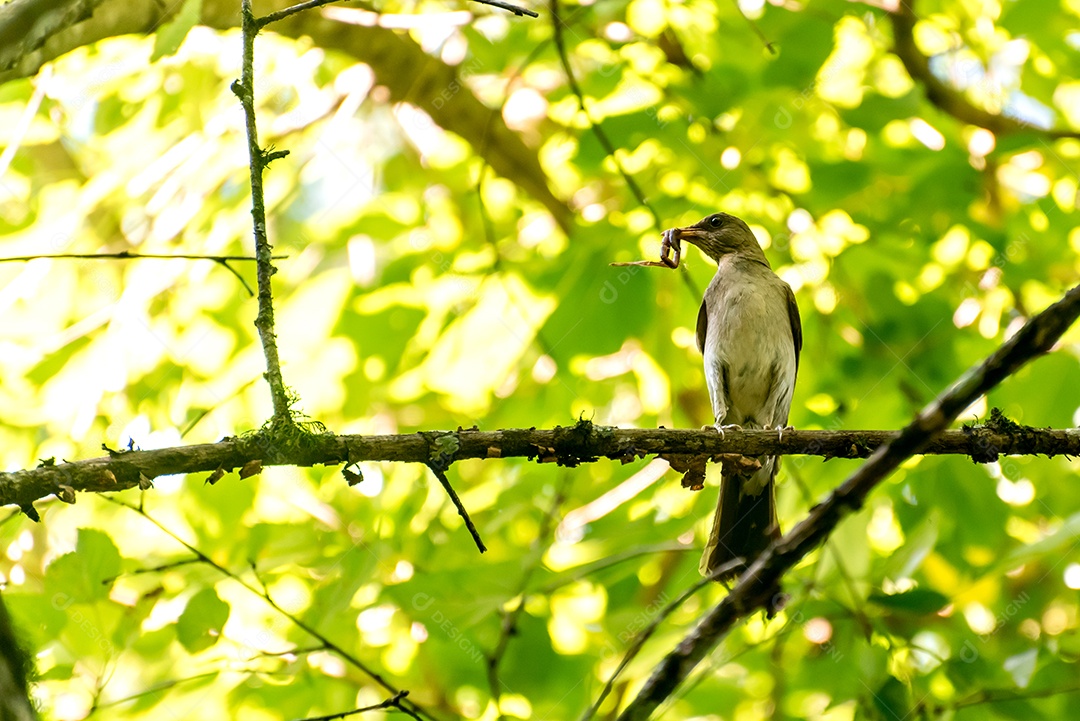 Belo pássaro Tordo Slaty Oriental com verme no bico no Brasil