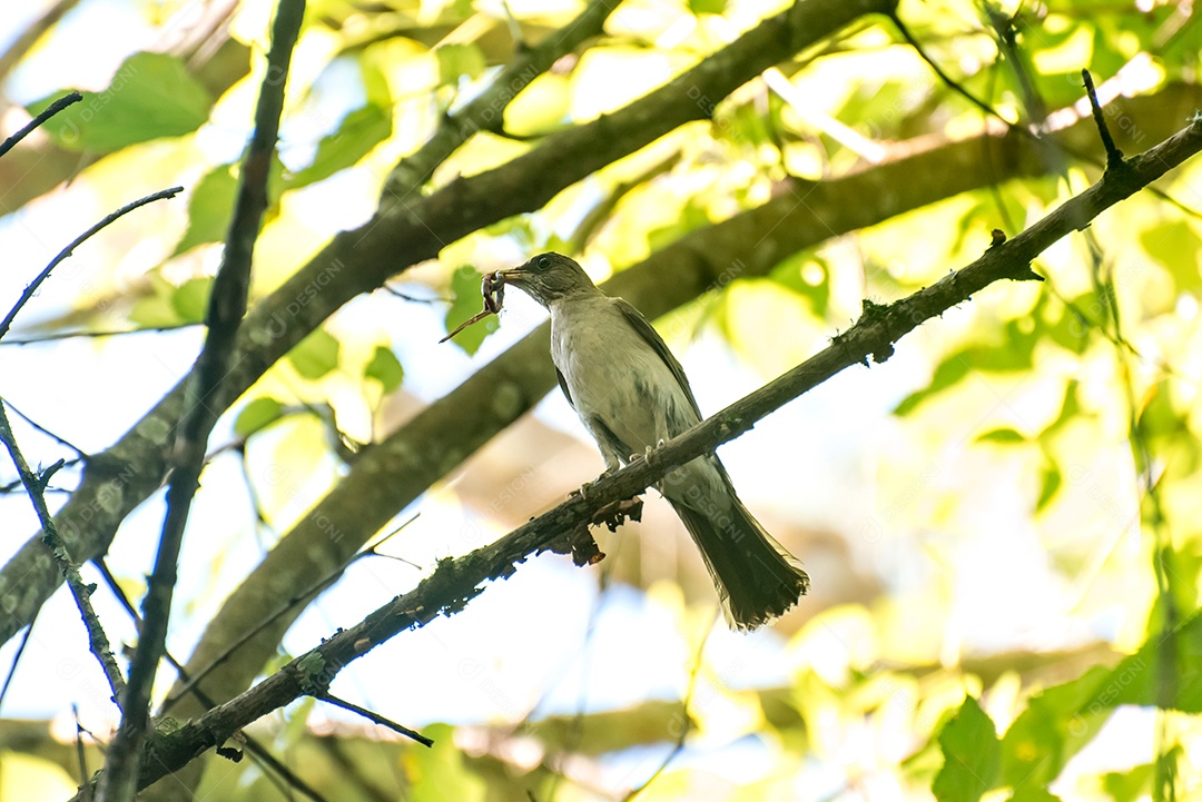 Belo pássaro Tordo Slaty Oriental com verme no bico no Brasil