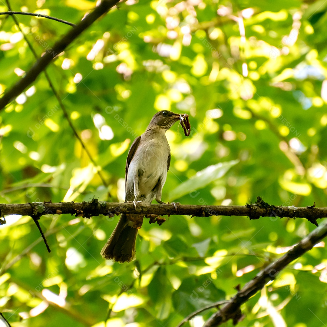 Belo pássaro Tordo Slaty Oriental com verme no bico no Brasil
