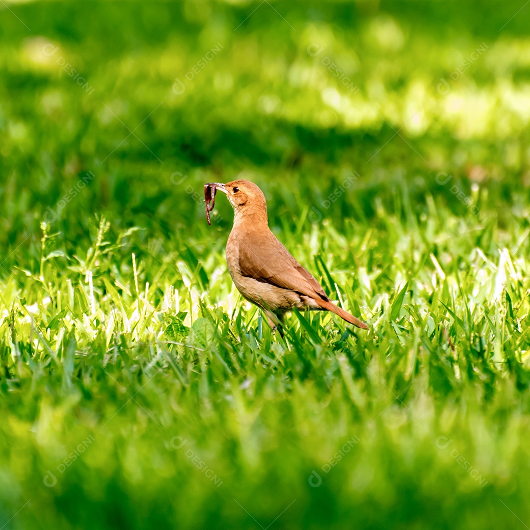 Belo pássaro Rufous Hornero com verme no bico