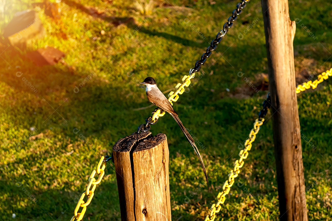 Belo pássaro Southern Fork-tailed Flycatcher em uma corrente de ferro