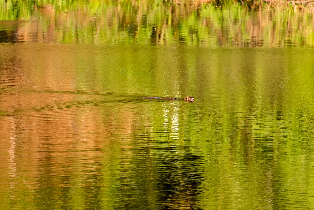 Capivara brasileira nadando livremente no lago.