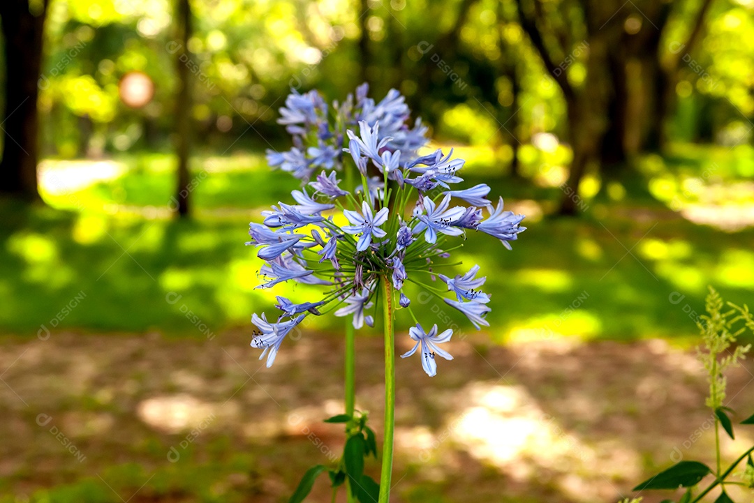 Flor roxa Agapanthus africanus