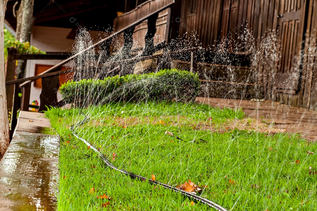Aspersor de gramado regando grama verde no verão