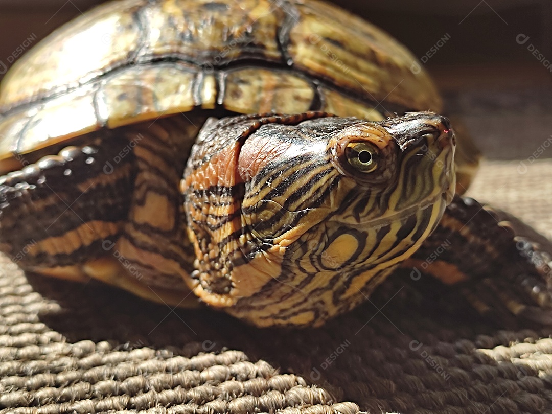 Trachemys callirostris Répteis