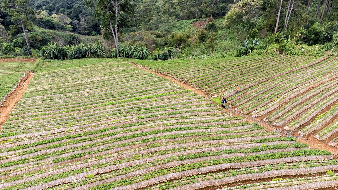 Vista aérea do terraço de arroz Tailândia