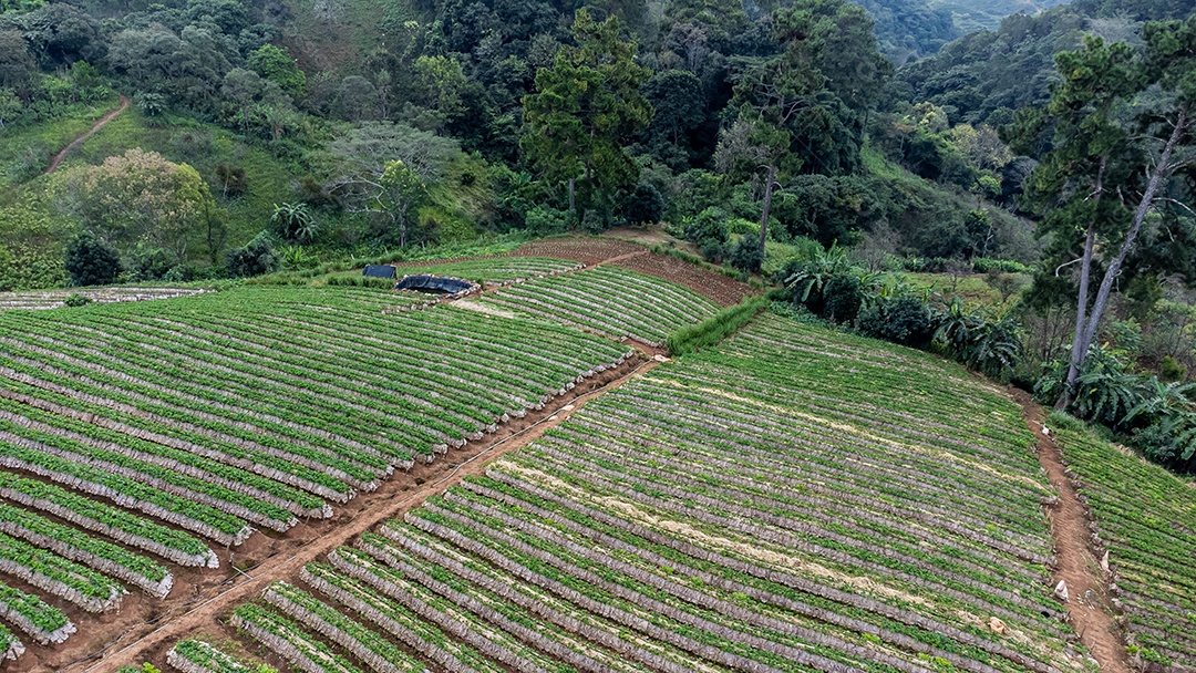 Vista aérea do terraço de arroz Tailândia