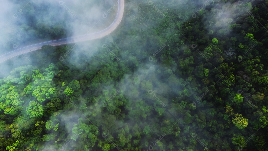 Vista aérea da floresta verde paisagem