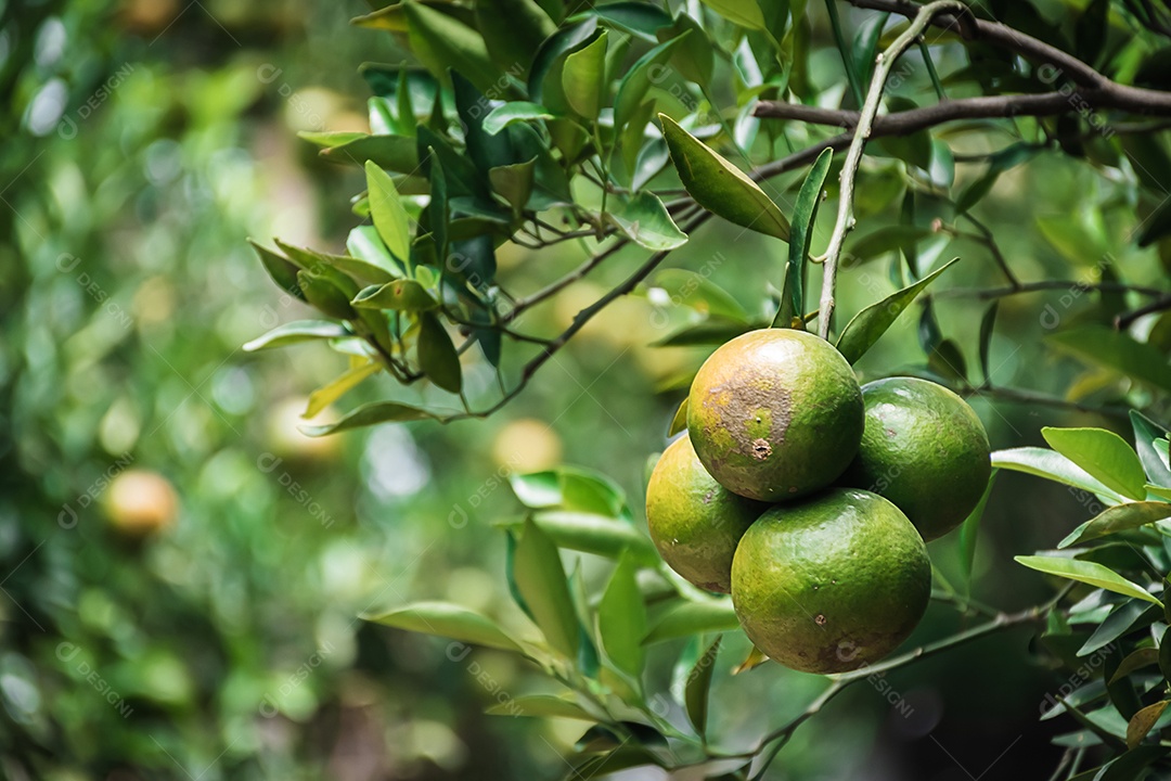 Tangerina amadurecendo na árvore