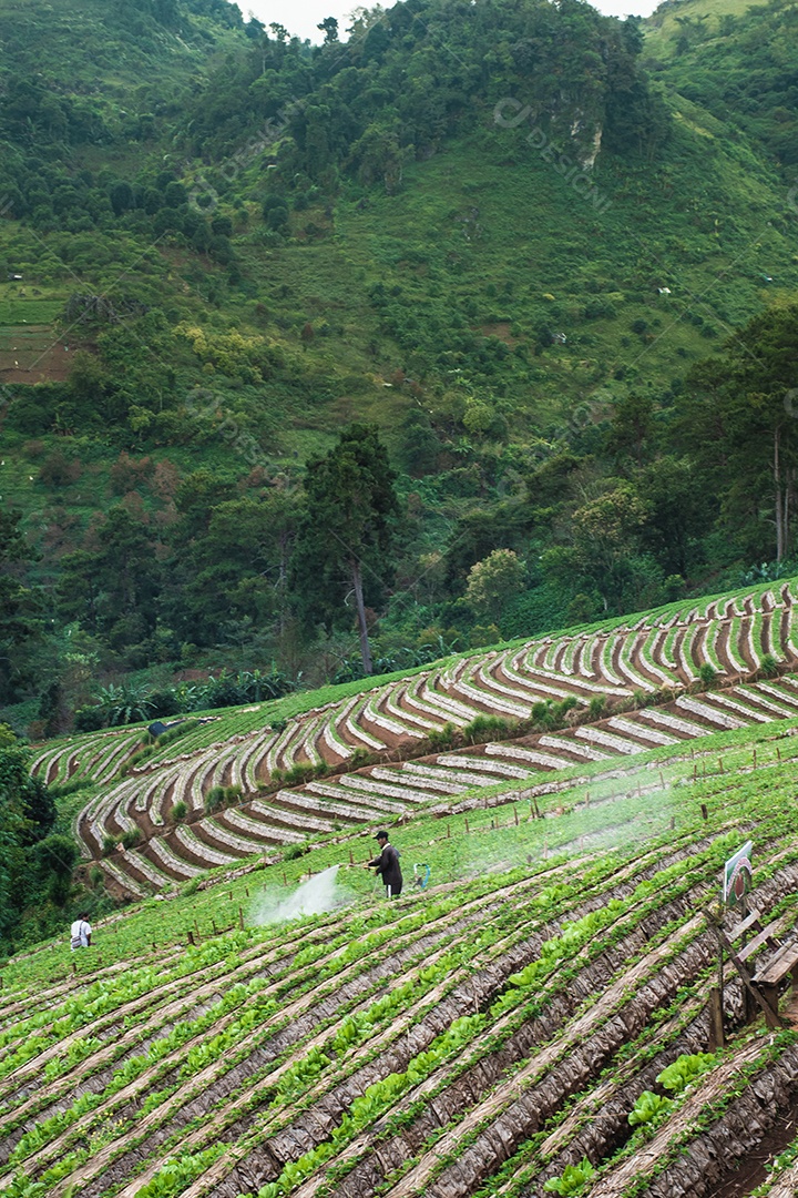 Vista aérea do terraço de arroz Tailândia