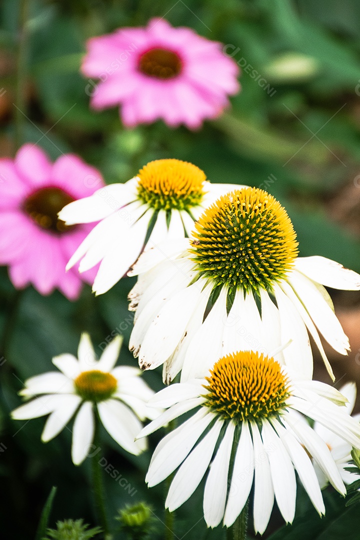 Linda flor desabrochando Echinacea purpurea flor de perto