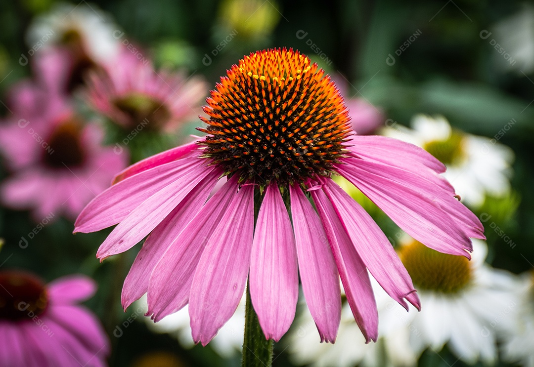 Linda flor desabrochando Echinacea purpurea flor de perto