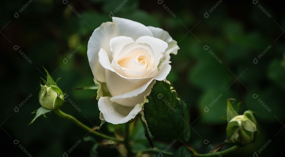 Linda flor desabrochando flor rosa de perto