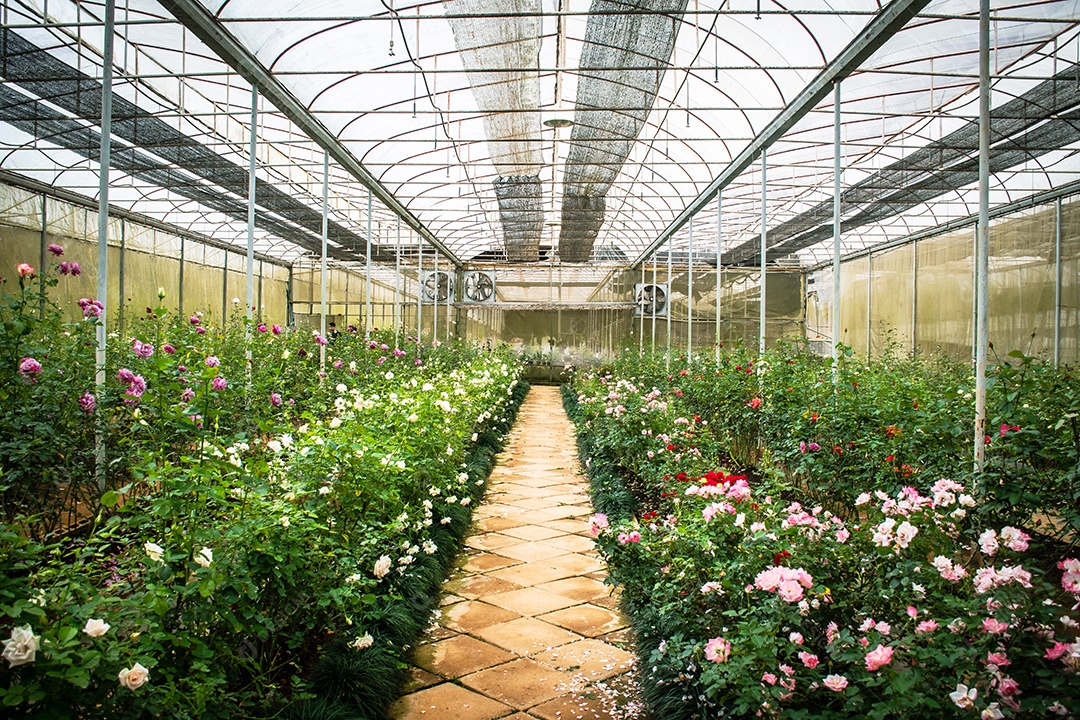 Crescimento industrial de rosas em estufa