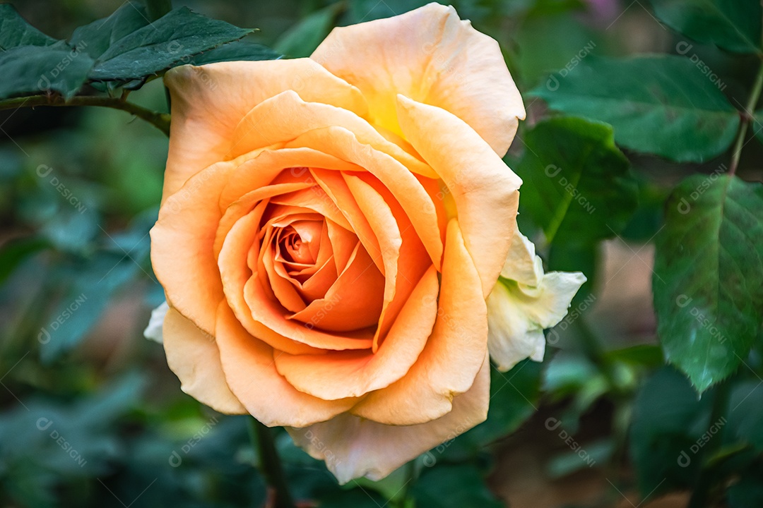 Linda flor desabrochando flor rosa de perto