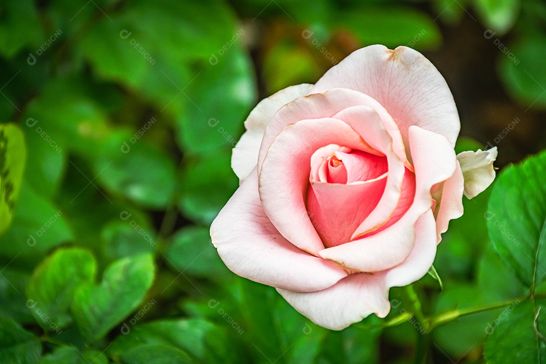 Linda flor desabrochando flor rosa de perto