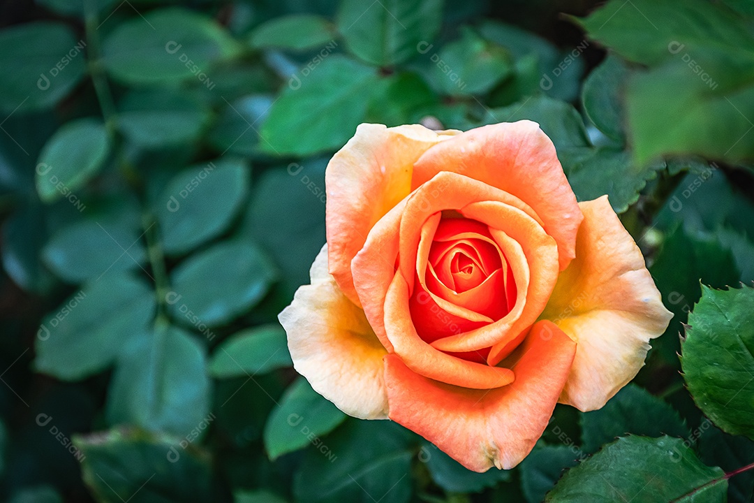 Linda flor desabrochando flor rosa de perto