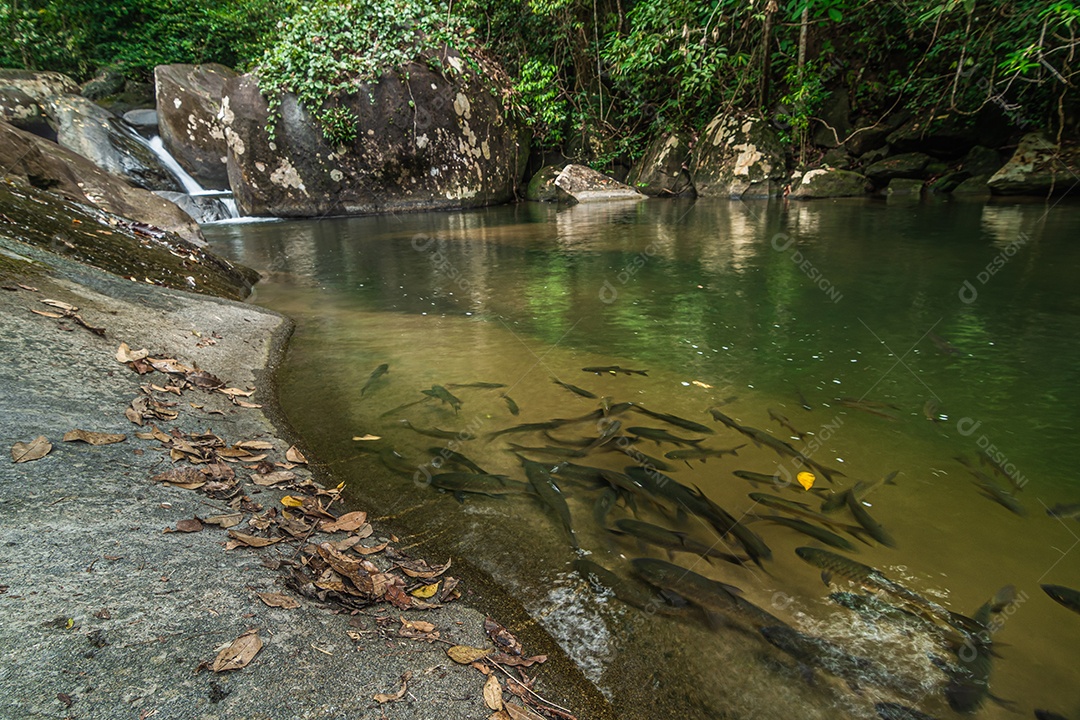 paisagem do fluxo de água esmeralda