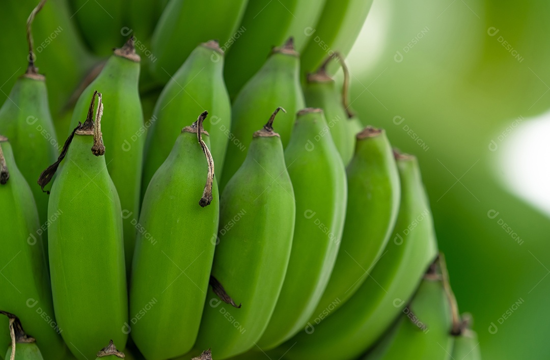 Grupo aproximado de bananas verdes cruas cultivadas no jardim de bananas