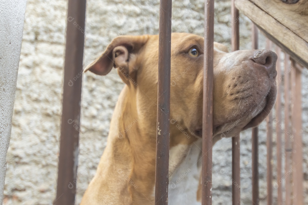 Pitbull fêmea bege laranja atrás de uma grade de metal, luz natural