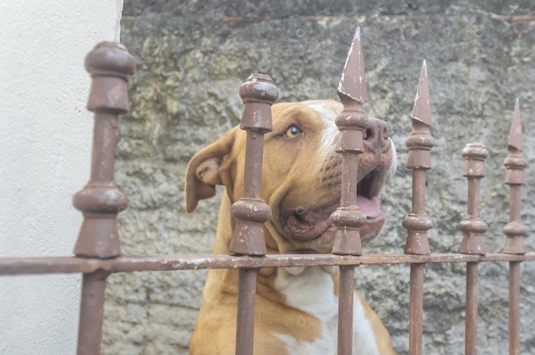 Pitbull fêmea bege laranja atrás de uma grade de metal, luz natural