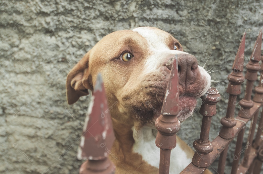 Pitbull fêmea bege laranja atrás de uma grade de metal, luz natural