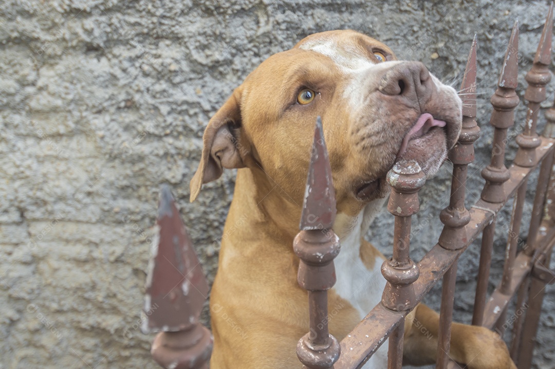 Pitbull fêmea bege laranja atrás de uma grade de metal, luz natural