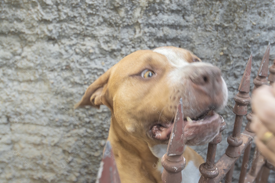 Pitbull fêmea bege laranja atrás de uma grade de metal, luz natural